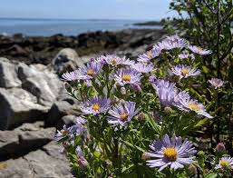 Image result for Aster novi-belgii