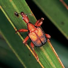 Attēlu rezultāti vaicājumam “Attelabidae”