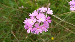 Attēlu rezultāti vaicājumam “Primula farinosa bud”