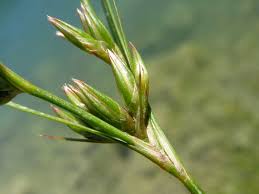 Attēlu rezultāti vaicājumam “Juncus bufonius”