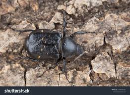 Attēlu rezultāti vaicājumam “Gnorimus variabilis”