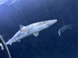 Image result for Galeorhinus galeus