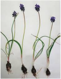 Attēlu rezultāti vaicājumam “Muscari neglectum”