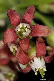 Attēlu rezultāti vaicājumam “Ribes nigrum fruit”