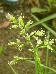 Attēlu rezultāti vaicājumam “Poa trivialis flower”