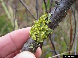 Attēlu rezultāti vaicājumam “Vulpicida pinastri”