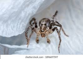 Attēlu rezultāti vaicājumam “Anyphaena accentuata male”