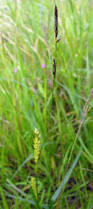 Attēlu rezultāti vaicājumam “Carex hirta female flower”