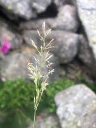 Attēlu rezultāti vaicājumam “Trisetum flavescens”