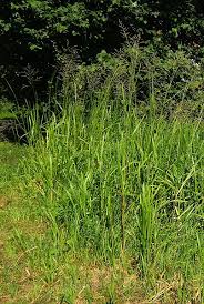 Attēlu rezultāti vaicājumam “Poa palustris”