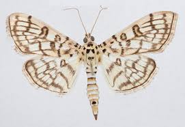 Attēlu rezultāti vaicājumam “Crambidae”