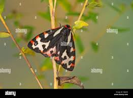 Attēlu rezultāti vaicājumam “Parasemia plantaginis female”