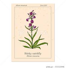 Attēlu rezultāti vaicājumam “Silene viscaria leaf”