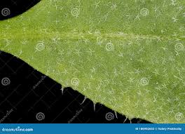 Attēlu rezultāti vaicājumam “Capsella bursa-pastoris leaf”