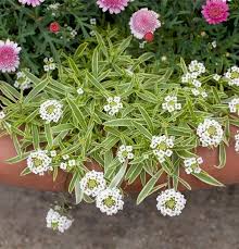 Image result for Schleifenblume