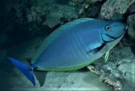 Image result for Naso hexacanthus