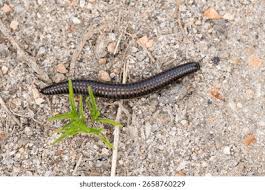 Attēlu rezultāti vaicājumam “Ommatoiulus sabulosus aimatopodus”