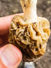 Attēlu rezultāti vaicājumam “Morchella esculenta”