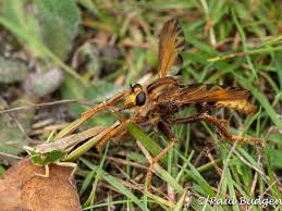 Attēlu rezultāti vaicājumam “Asilus crabroniformis”