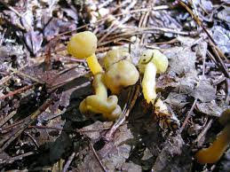 Attēlu rezultāti vaicājumam “Leotia lubrica”