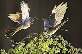 Attēlu rezultāti vaicājumam “Cuculus canorus adult”