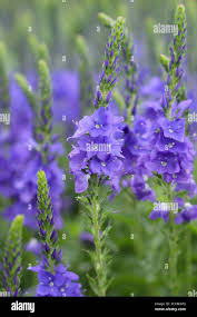 Attēlu rezultāti vaicājumam “Veronica austriaca subsp. teucrium flower”