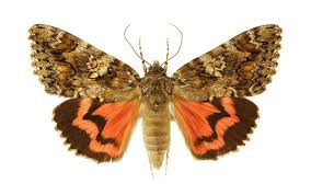 Attēlu rezultāti vaicājumam “Catocala sponsa”