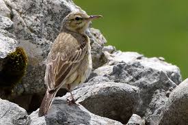 Image result for Anthus campestris