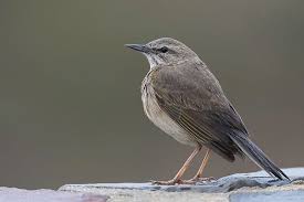 Attēlu rezultāti vaicājumam “Motacillidae”