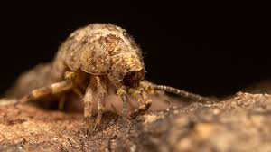 Attēlu rezultāti vaicājumam “Machilidae”