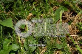 Attēlu rezultāti vaicājumam “Lycopodium annotinum”