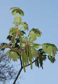 Attēlu rezultāti vaicājumam “Juglans x sinensis”