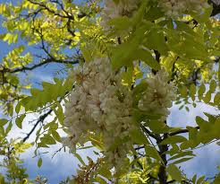 Attēlu rezultāti vaicājumam “Robinia”