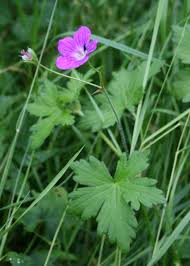 Attēlu rezultāti vaicājumam “Geranium palustre flower”
