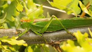Attēlu rezultāti vaicājumam “Tettigonia viridissima”