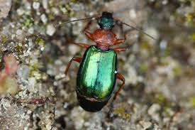 Attēlu rezultāti vaicājumam “Lebia chlorocephala”