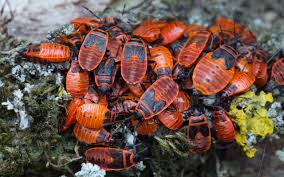 Attēlu rezultāti vaicājumam “Pyrrhocoris apterus nymph”
