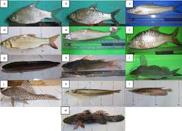 Image result for ikan