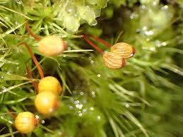 Attēlu rezultāti vaicājumam “Bartramia pomiformis sporophyte”