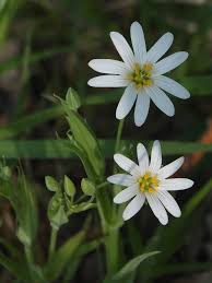 Attēlu rezultāti vaicājumam “Stellaria holostea leaf”