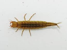 Attēlu rezultāti vaicājumam “Leiodidae larva”