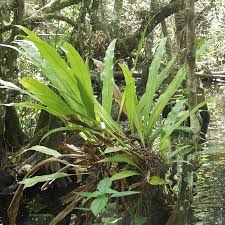 Attēlu rezultāti vaicājumam “Campylopus pyriformis sporophyte”