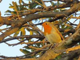 Attēlu rezultāti vaicājumam “Erithacus rubecula”