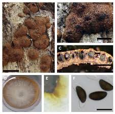 Attēlu rezultāti vaicājumam “Hypoxylon vogesiacum”