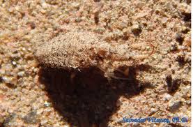 Attēlu rezultāti vaicājumam “Myrmeleontidae larva”