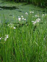 Attēlu rezultāti vaicājumam “Butomus umbellatus”