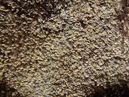 Attēlu rezultāti vaicājumam “Hypocenomyce scalaris”