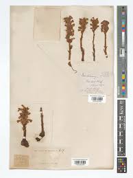 Attēlu rezultāti vaicājumam “Orobanche coerulescens bud”