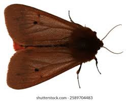 Attēlu rezultāti vaicājumam “Phragmatobia fuliginosa imago”