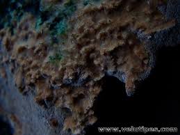 Attēlu rezultāti vaicājumam “Asterodon ferruginosus”